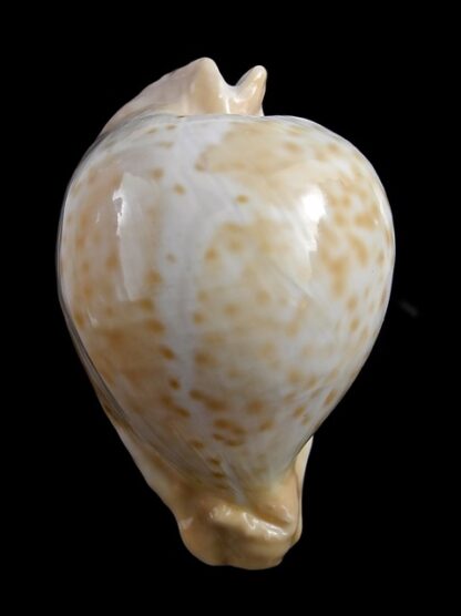 Umbilia petilirostris 72,8 mm Gem (-)-16838