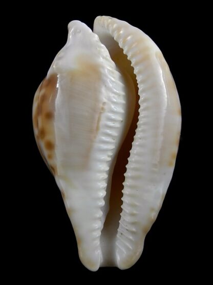 Umbilia petilirostris 72,8 mm Gem (-)-16835