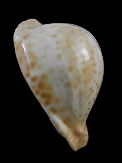 Umbilia petilirostris 72,8 mm Gem (-)-16834