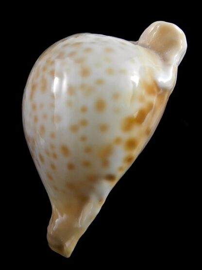 Umbilia petilirostris 72,8 mm Gem (-)-16837
