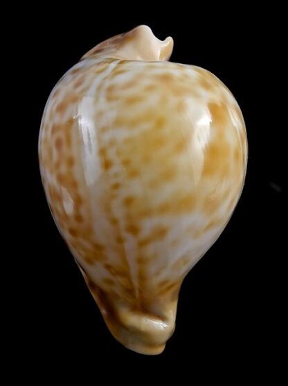 Umbilia capricornica (with oriettae pattern ) 69,6 mm Gem-16826