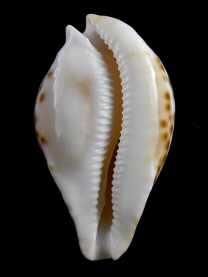 Umbilia capricornica (with oriettae pattern ) 69,6 mm Gem-16824