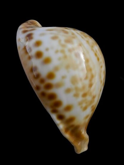 Umbilia capricornica (with oriettae pattern ) 69,6 mm Gem-16825
