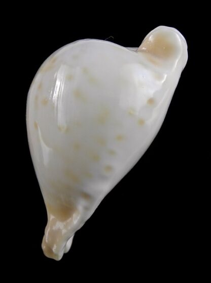 Umbilia capricornica (Deep water form ) 62 mm Gem-16817