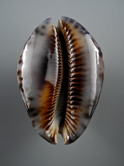 Mauritia maculifera martybealsi 61,1 mm Gem-16925