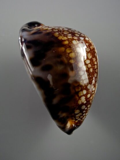 Mauritia maculifera martybealsi 61,1 mm Gem-16926