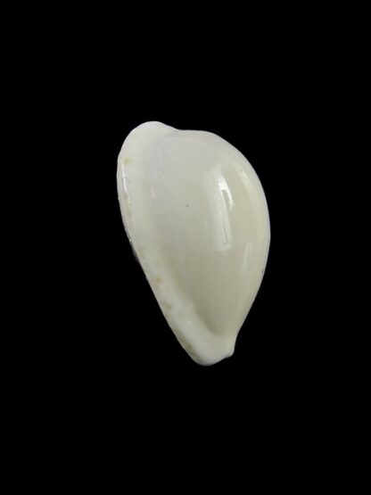 Cypraea comptonii mayi f. casta 20,3 mm Gem-17757