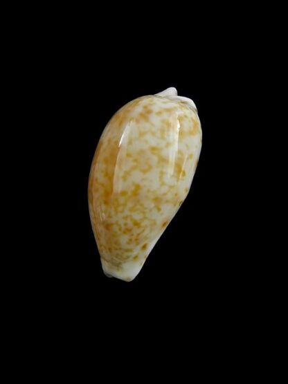 Notocypraea piperita piperita 22,3 mm Gem-17769