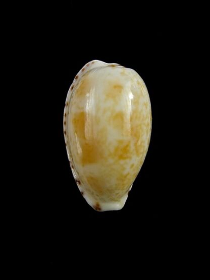 Notocypraea piperita piperita 23,6 mm Gem-17778
