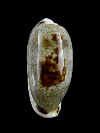 Erronea cilyndrica cylindrica ..Giant... 41,2 mm Gem-17802