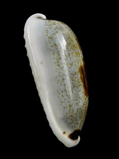 Erronea cilyndrica cylindrica ..Giant... 41,2 mm Gem-17800