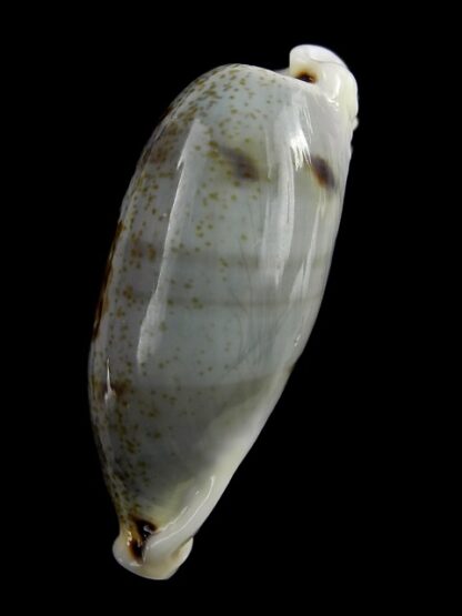 Erronea cilyndrica cylindrica ..Giant... 41,2 mm Gem-17804