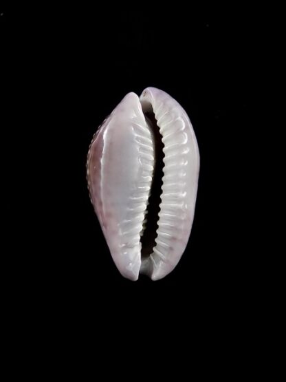 Naria poraria ..Big size.. 22,7 mm Gem-17918