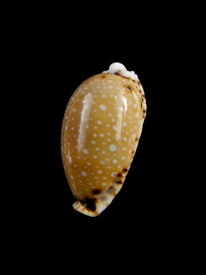 Naria labrolineata .. Big Size.. 26,6 mm Gem-17898