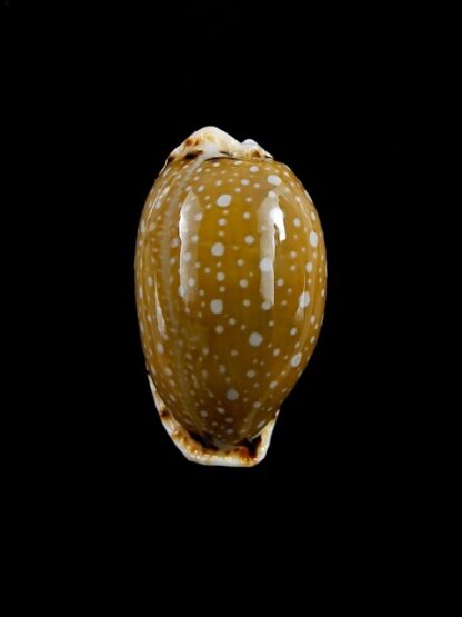 Naria labrolineata .. Big Size.. 26,3 mm Gem-17877