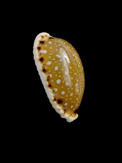 Naria labrolineata .. Big Size.. 25,9 mm Gem-17869