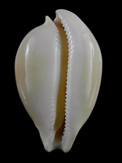 Nesiocypraea teramachii polyphemus 62,9 mm Gem-17139