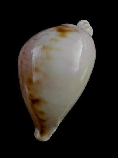 Nesiocypraea teramachii polyphemus 62,9 mm Gem-17138