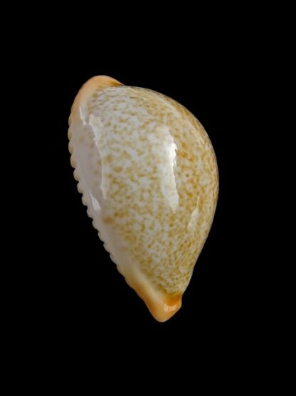 Ficadusta barclayi 25,1 mm Gem (-)-17508