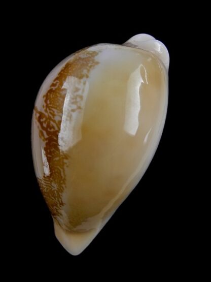Austrasiatica sakuraii 47,5 mm Gem-17581