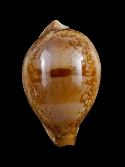 Austrasiatica hirasei 42,2 mm Gem-17599