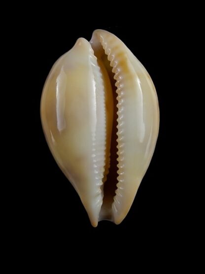 Austrasiatica hirasei 42,2 mm Gem-17601