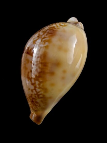 Austrasiatica hirasei 42,2 mm Gem-17597