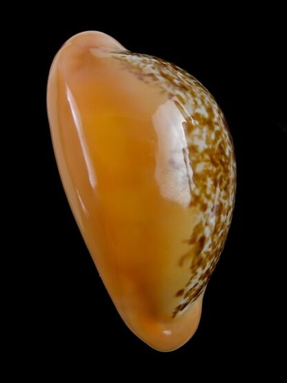 Austrasiatica langfordi 55.1 mm Gem-17523