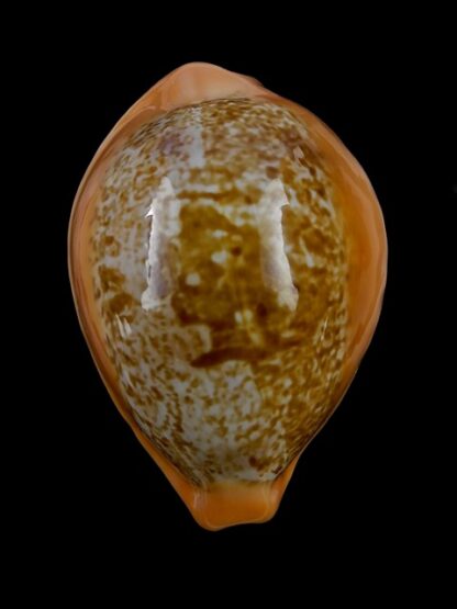 Austrasiatica langfordi 51,9 mm Gem-17511