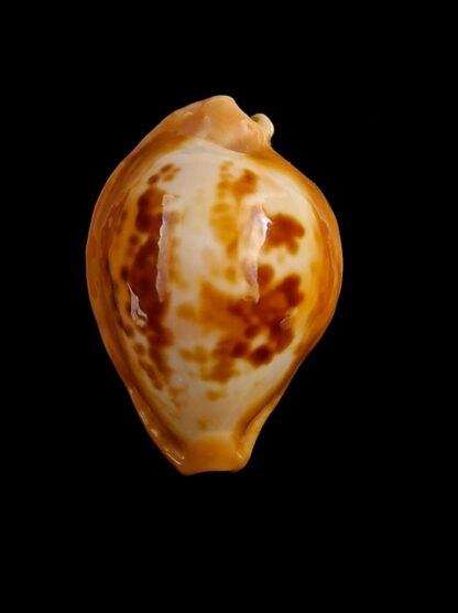 Propustularia surinamensis 27,3 mm Gem-17242