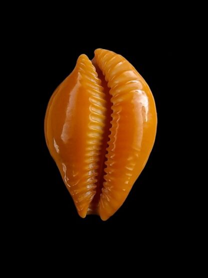 Propustularia surinamensis 27,3 mm Gem-17241