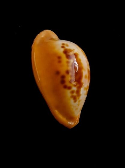Propustularia surinamensis 27,3 mm Gem-17239
