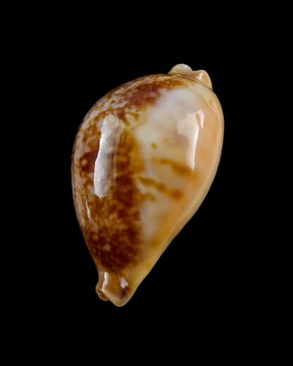 Austrasiatica hirasei 43,2 mm Gem-17611
