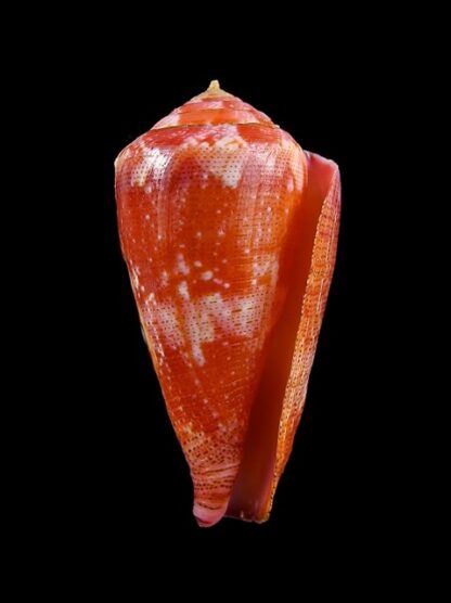 Rhizoconus pertusus elodiellaryae 41,9 mm Gem-17112