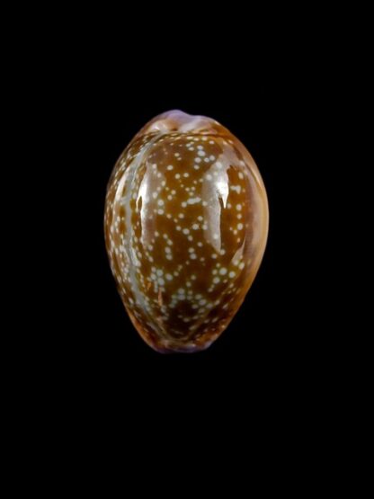 Cypraea helvola hawaiiensis 23,9 mm Gem-17103