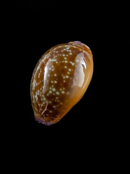 Cypraea helvola hawaiiensis 23,9 mm Gem-17106
