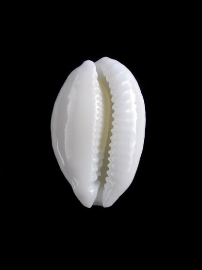 Cribrarula cribraria melwardi 22,8 mm Gem-17590