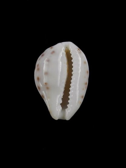 Talostolida rashleighana 18,1 mm Gem-17471