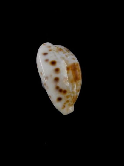 Talostolida rashleighana 18,1 mm Gem-17468