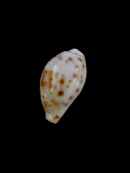 Talostolida rashleighana 18,1 mm Gem-17469