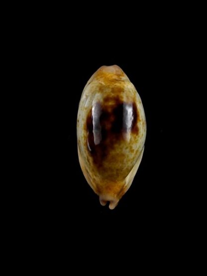 Purpuradusta gracilis macula N&R 23,2 mm Gem-17400