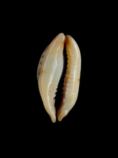 Purpuradusta gracilis macula N&R 23,2 mm Gem-17396