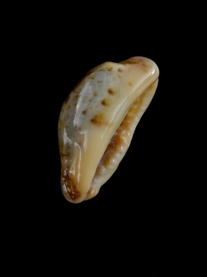 Purpuradusta gracilis macula N&R 23,2 mm Gem-17395
