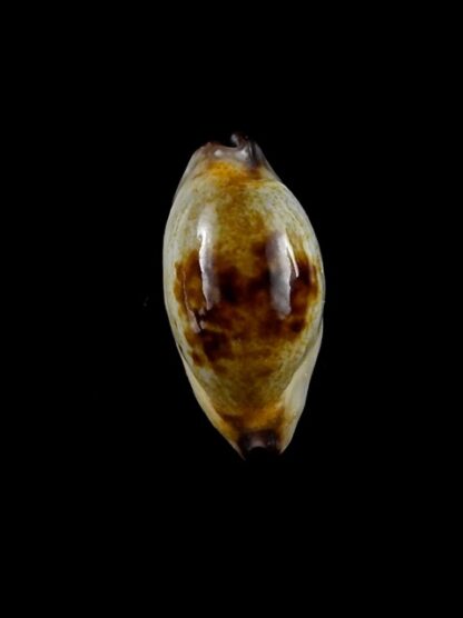 Purpuradusta gracilis macula N&R 23,3 mm Gem-17411