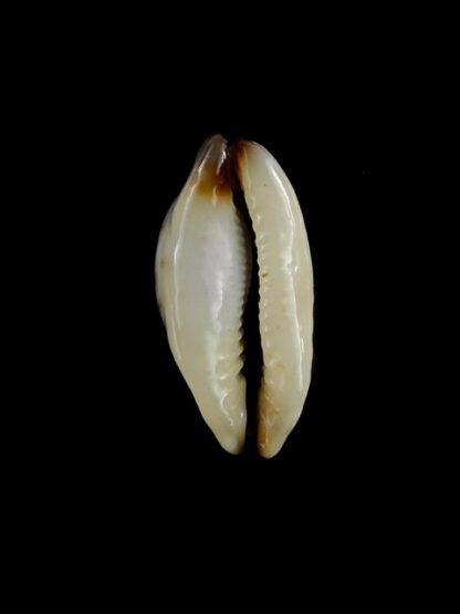Purpuradusta gracilis macula N&R 23,3 mm Gem-17410