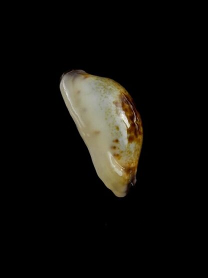 Purpuradusta gracilis macula N&R 23,3 mm Gem-17408