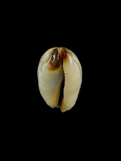 Purpuradusta gracilis macula N&R 23,3 mm Gem-17412
