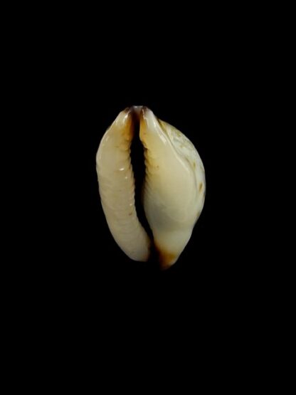 Purpuradusta gracilis macula N&R 23,3 mm Gem-17413