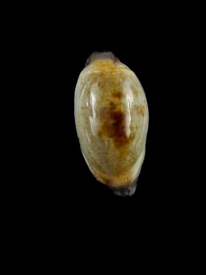 Purpuradusta gracilis macula N&R 23,1 mm Gem-17383