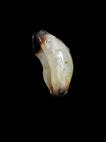 Purpuradusta gracilis macula N&R 23,1 mm Gem-17382